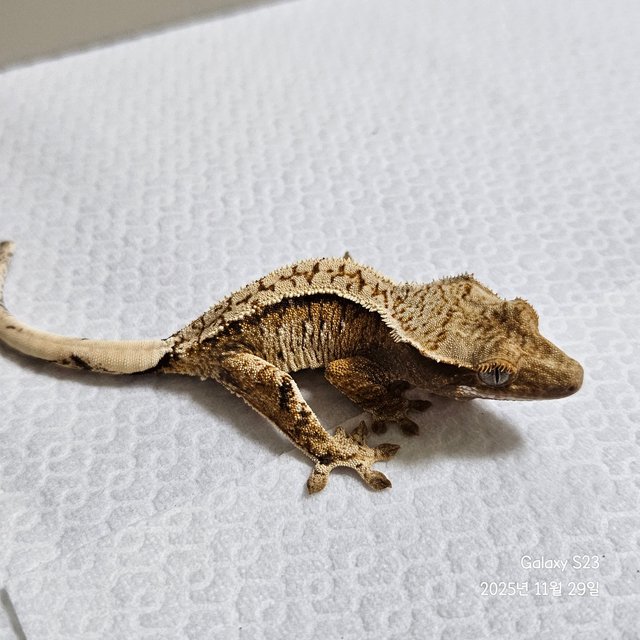 노멀 트라이 익스트림할리퀸