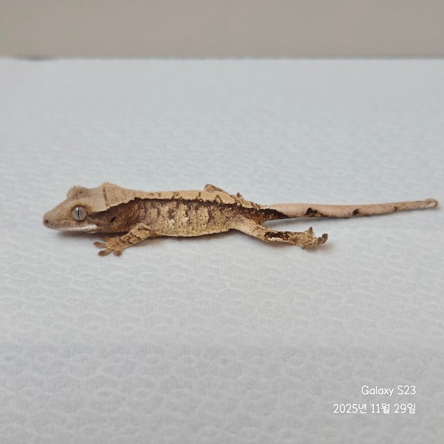 노멀 화이트포트홀