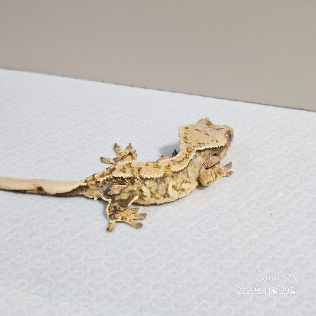 노멀 트라이 익스트림할리퀸