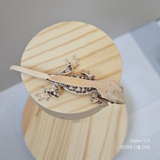 릴리화이트 솔리드백