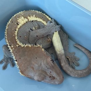 라떼