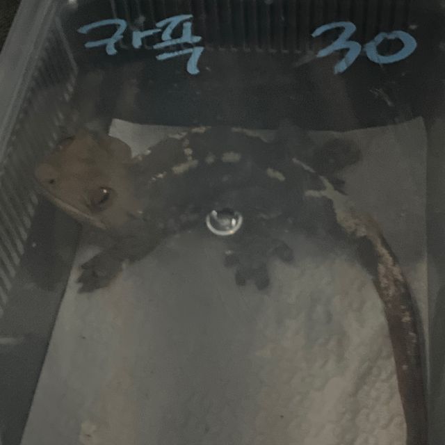 카푸치노