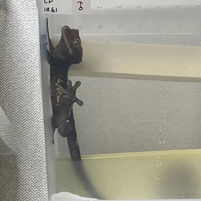카푸치노