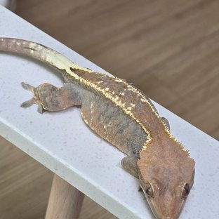 카푸치노