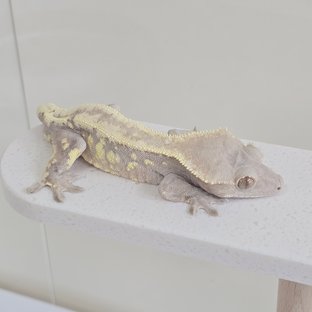 세이블