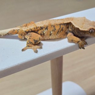 텐저린 바브 노멀