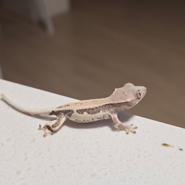 릴리 세이블 풀핀