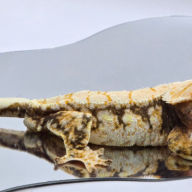 노멀 트라이 드리피 화이트스팟