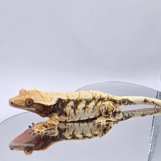 노멀 트라이 드리피 화이트스팟