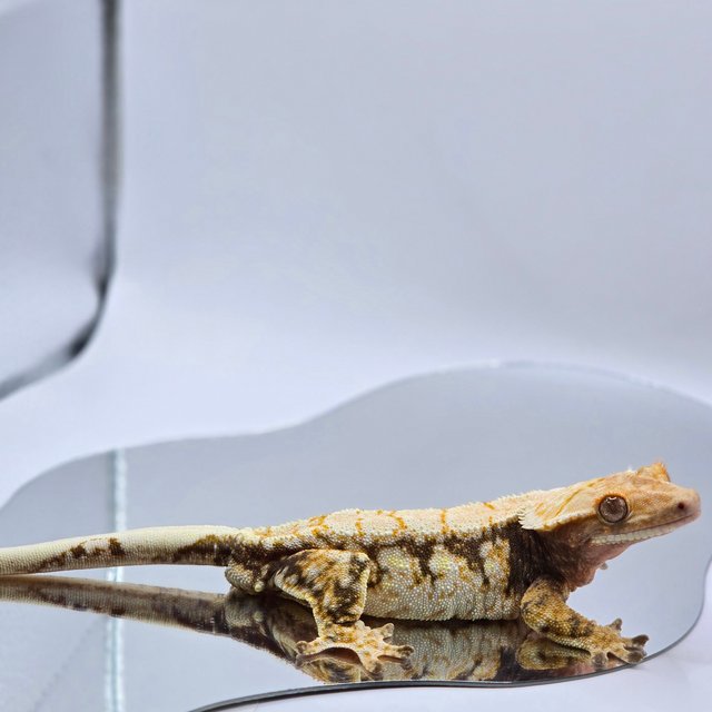 노멀 트라이 드리피 화이트스팟