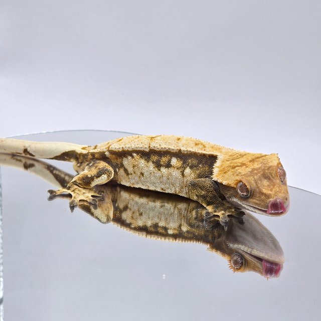 노멀 트라이 화이트