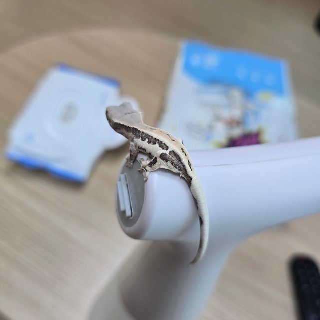 릴리 세이블 풀핀