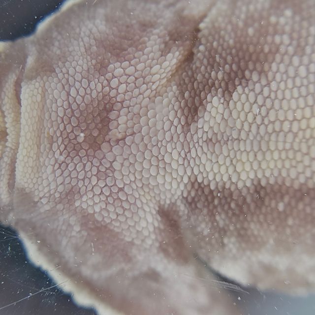 릴잔틱 풀핀 쿼드