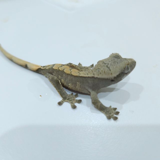 100%헷아잔틱