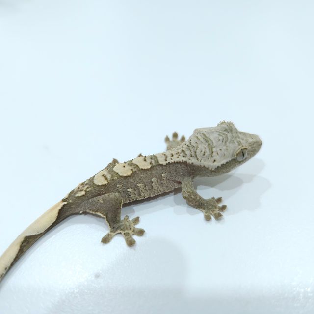 100%헷아잔틱