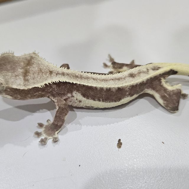 릴잔틱 쿼드 풀핀