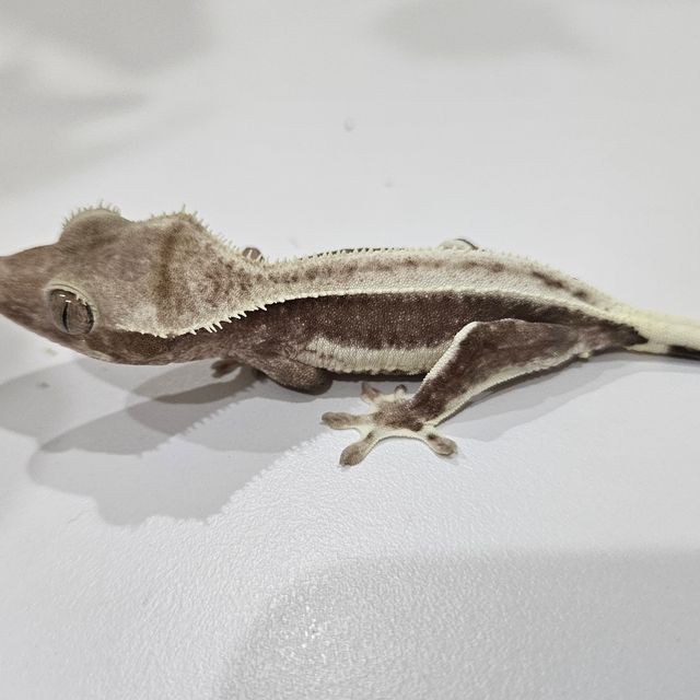 릴잔틱 풀핀 쿼드