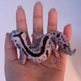 화이트아웃 오레오 줄루 헷 카라멜