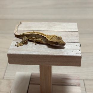 노멀