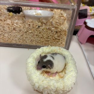 파이드
