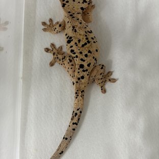 프루븐