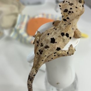 빅스팟슈달