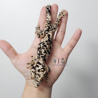 슈퍼달마시안