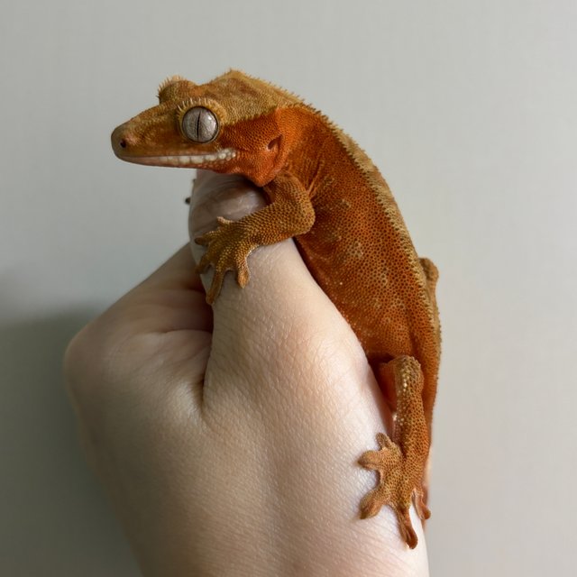 바이 레드 벅스킨