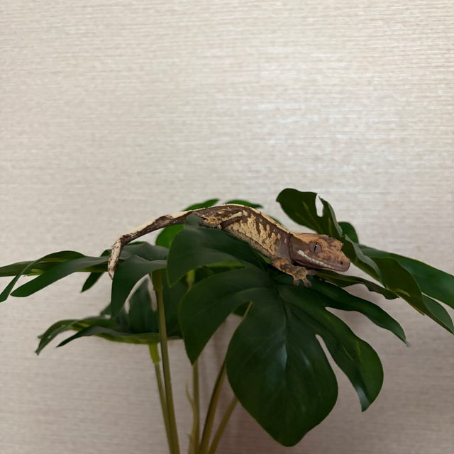 노멀 트라이 익스트림할리퀸