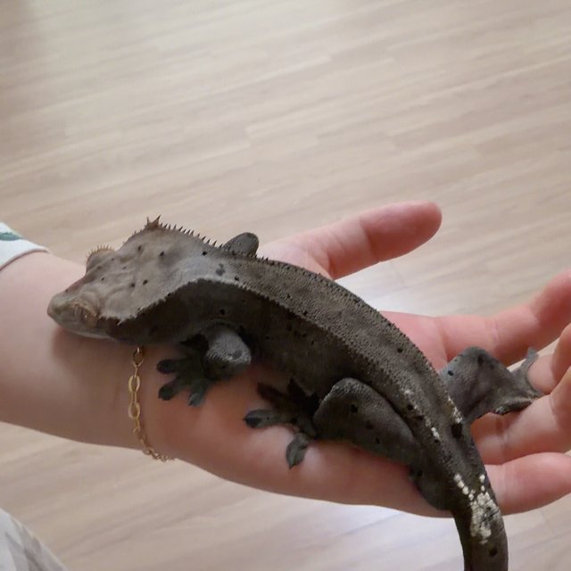 카푸치노 달마시안 슈퍼달마시안