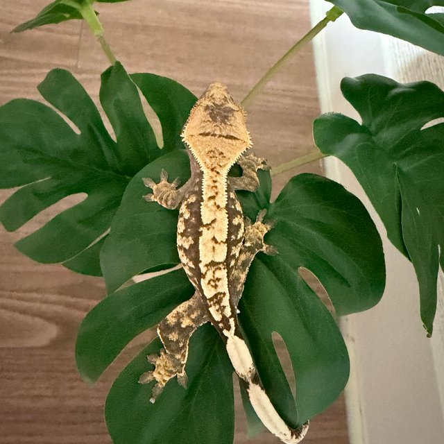 노멀 트라이 익스트림할리퀸