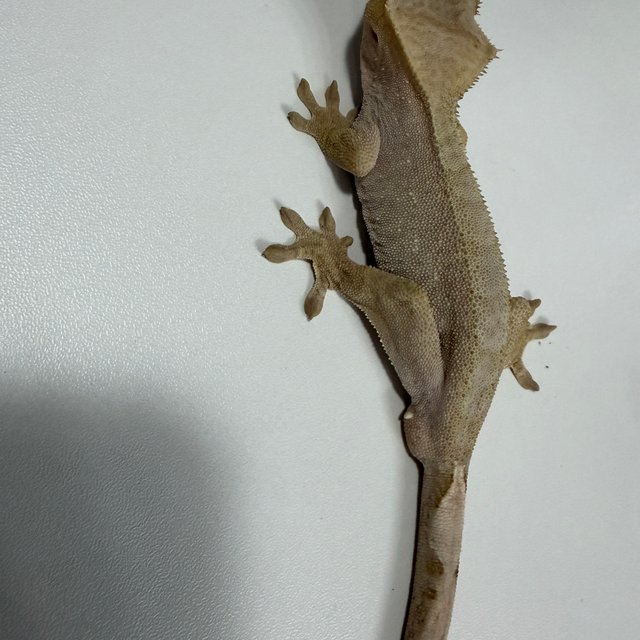 바이 레드 벅스킨