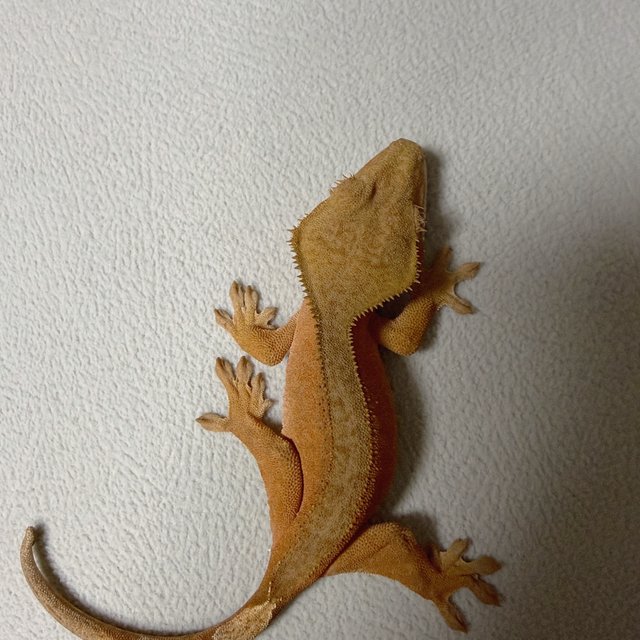 바이 벅스킨 레드