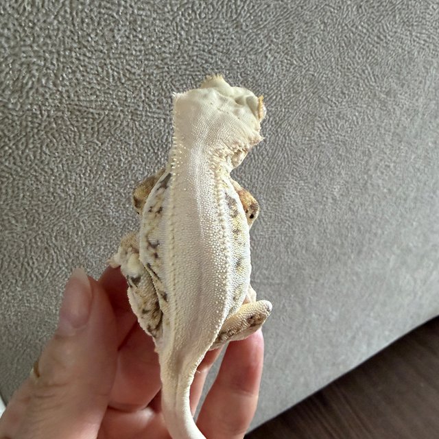 릴리화이트 화이트 솔리드백