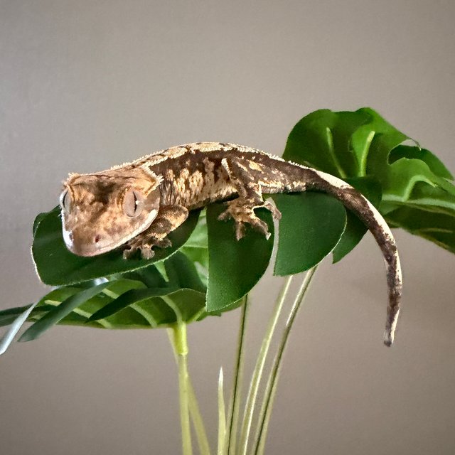 노멀 트라이 익스트림할리퀸