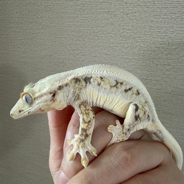 릴리화이트 화이트 솔리드백