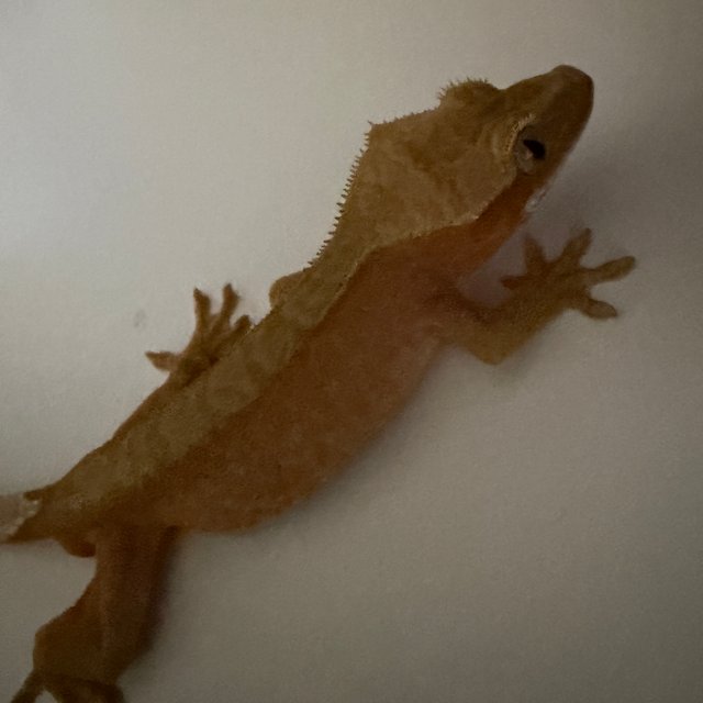 바이 레드 벅스킨