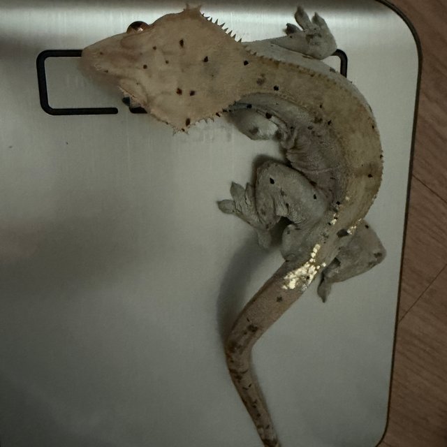 카푸치노 달마시안 슈퍼달마시안