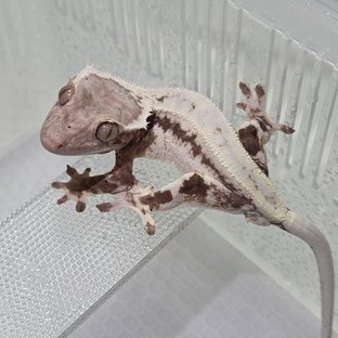 프라푸치노