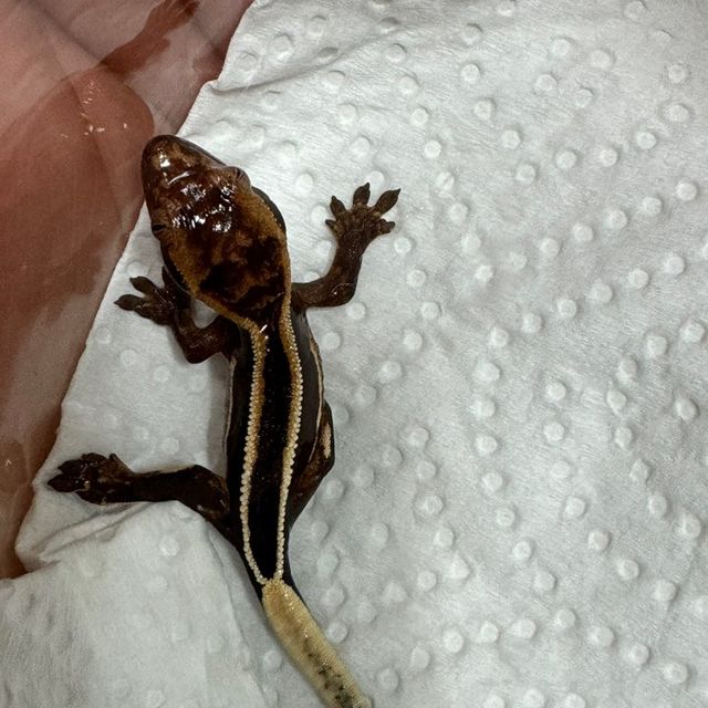 블랙 엠티백 다크