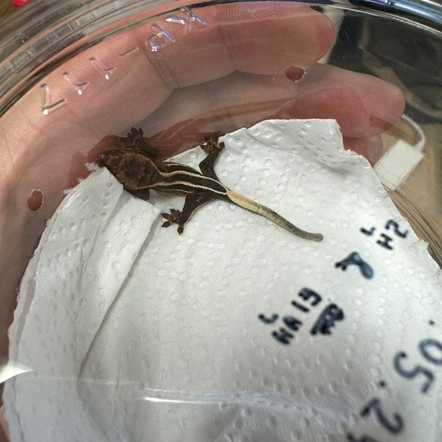 블랙 엠티백 다크