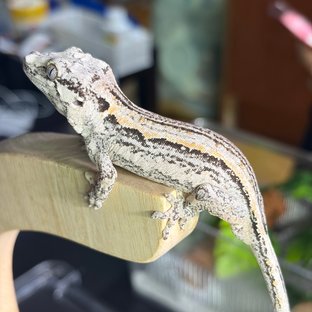 화이트 스트라이프