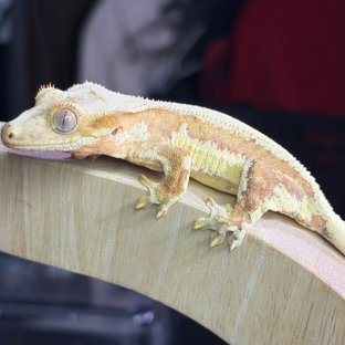 릴리화이트 솔리드백