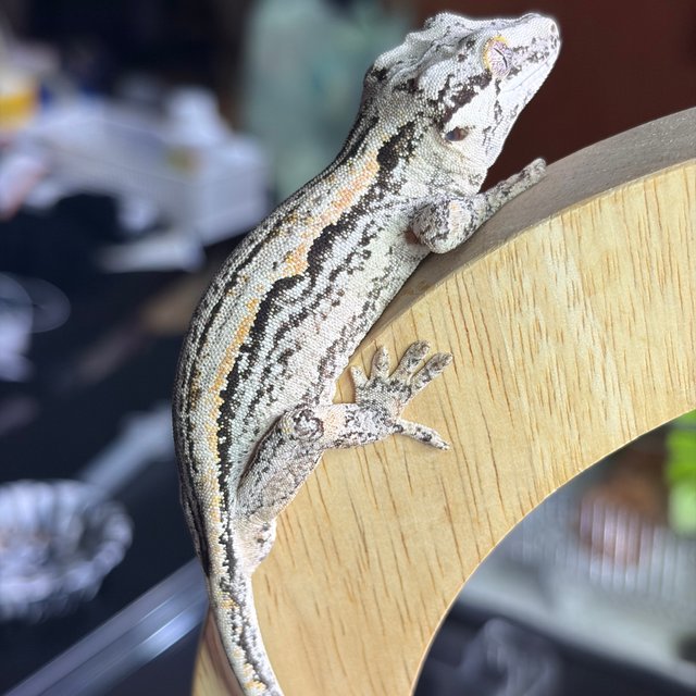 화이트 스트라이프