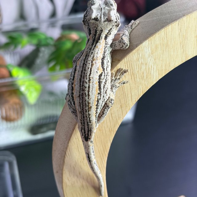 화이트 스트라이프