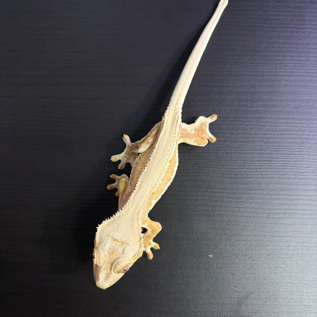 릴리화이트 솔리드백