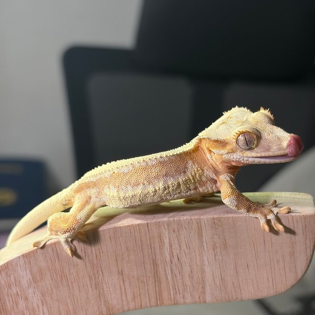 릴리화이트 솔리드백