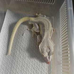 릴리화이트 화이트