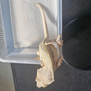 릴리화이트 100%헷아잔틱 화이트