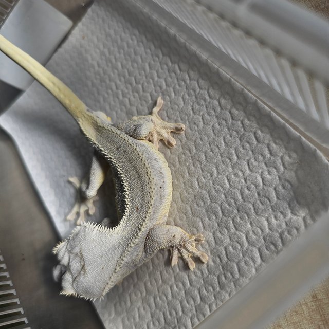 릴리화이트 화이트